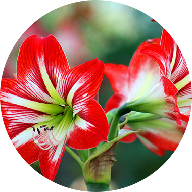 Red-white lily flowers