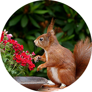Squirrel standing next to flowers